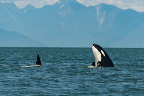 Safari aux baleines à Tromsø avec le MS Trolltind Nordic