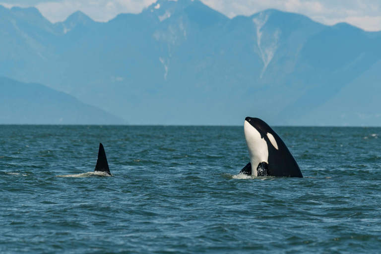 Safari de ballenas en Tromsø con el MS Gabriele