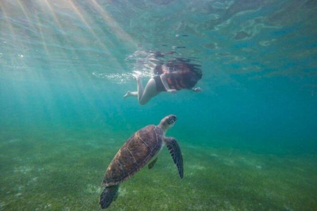 Visit Akumal Swim With Turtles Tour in Akumal