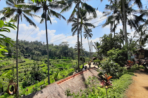 Ubud: Foresta di scimmie, terrazze di riso e cascateUbud: Foresta di scimmie, terrazza di riso e cascata