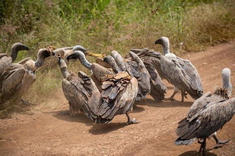 Demi-journée de safari dans le parc national de Nairobi avec prise en charge