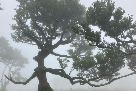 Madeira: Fanal Forest Tree Connection Zeremonie &amp; Picknick