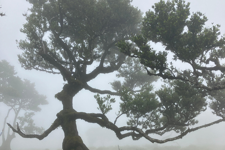 Madeira: Fanal Forest Tree Connection Zeremonie &amp; Picknick