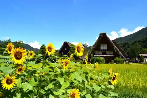 名古屋：飛騨高山と世界遺産白川郷の日帰りツアー