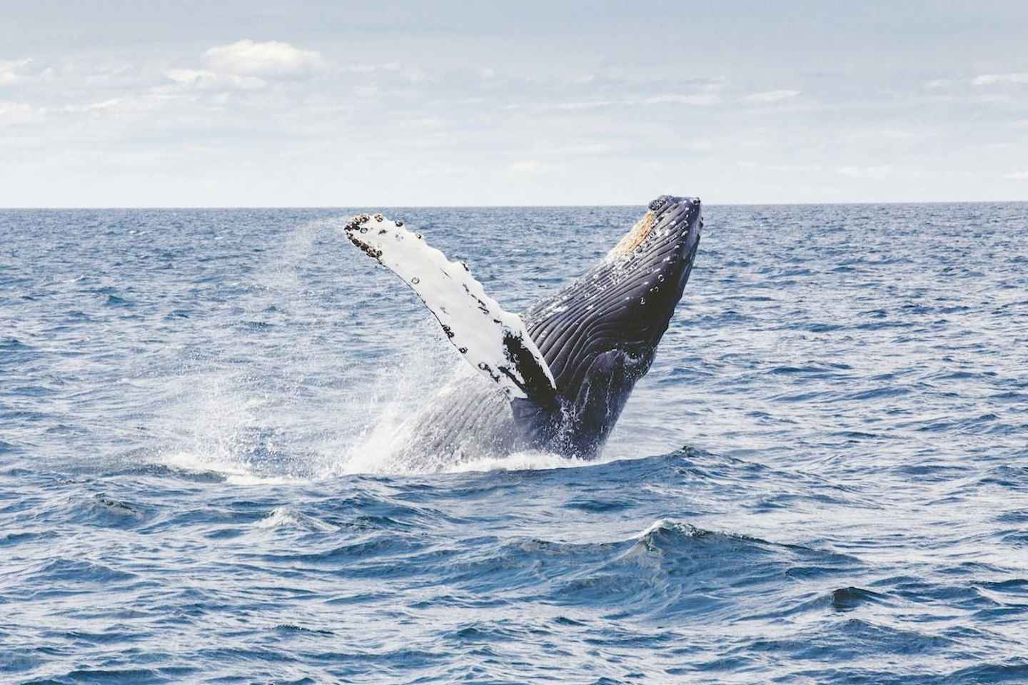 From Cape Town: Full-Day Hermanus Whale Watching Tour - Group Tour