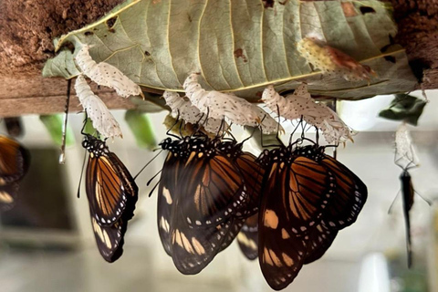 Andoke Butterfly House and Cristo Rey Tour