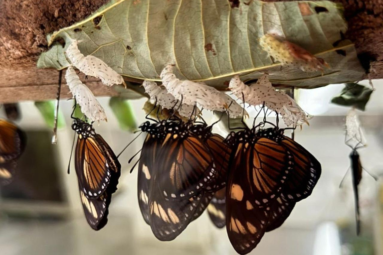 Andoke Butterfly House and Cristo Rey Tour