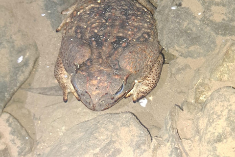 Papagayo : Visite nocturne à pied de la faune et de la flore