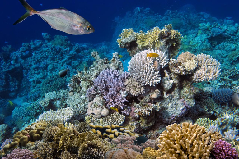 Marsa Alam: Dolphin House Adventure at Shaab Samadai Reef