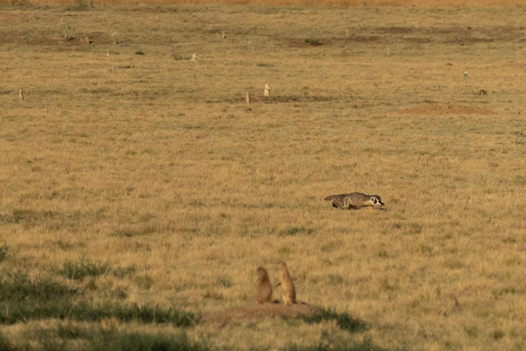 Safari dans le Rocky Mountain ArsenalSafari dans l&#039;Arsenal des Rocheuses