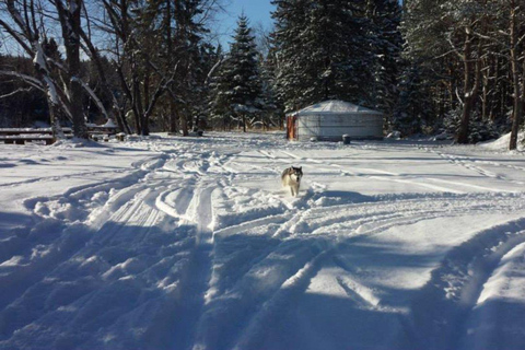 Mont-Tremblant: Dogsledding Nordic Adventure
