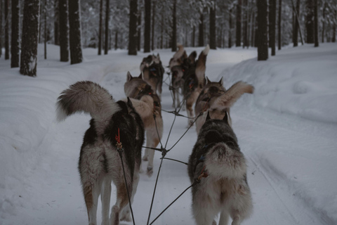 Tallinn: Husky Dog Sledding Adventure with Transfer