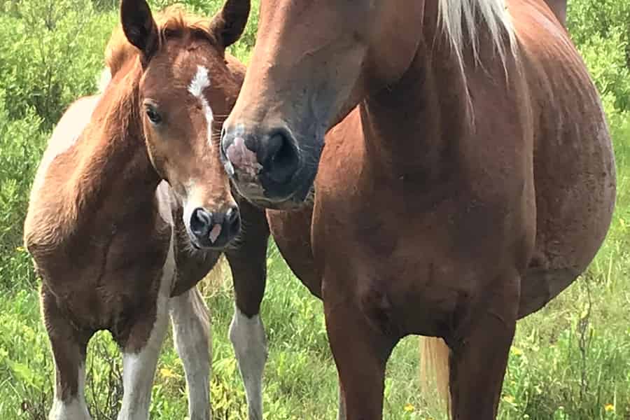 Chincoteague: Wilde Ponys – Bootstour mit Kapitän Randy. Foto: GetYourGuide
