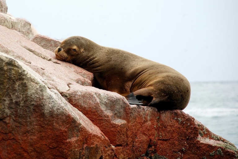 Z Paracas: Obserwacja dzikiej przyrody na wyspie Ballestas