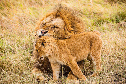 Desde Nairobi: Safari en grupo de 3 días y 2 noches a Maasai MaraSafari privado de 3 días y 2 noches