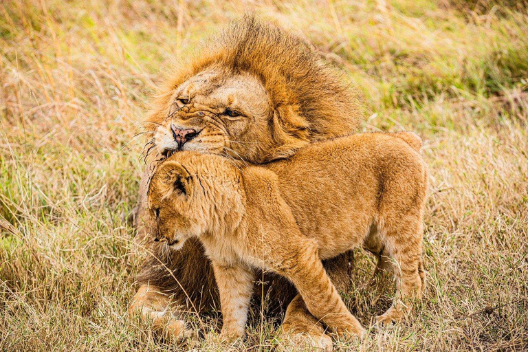 Da Nairobi: Safari di gruppo nel Maasai Mara di 3 giorni/2 nottiSafari di gruppo di 3 giorni e 2 notti e visita al villaggio Masai