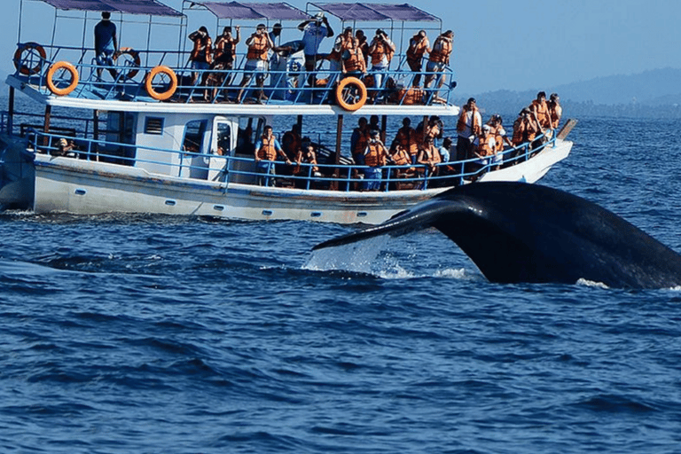 Colombo: Mirissa Day Trip with Scenic Coastal Train Ride Colombo: Mirissa Day Trip with Scenic Coastal Train Ride