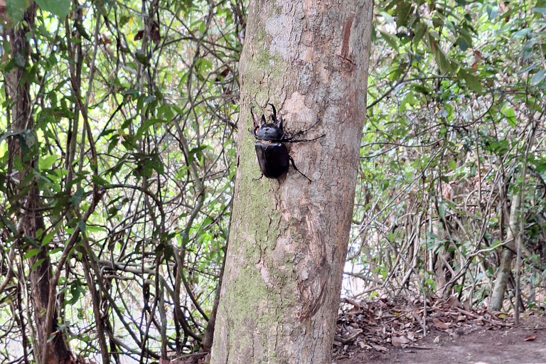 Iquitos: Pilpintuwasi Butterfly Farm and Native Communities