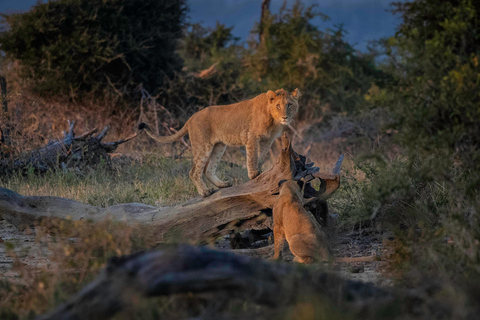 10 Daagse reis van Kaapstad naar het Krugerpark: ALL INCLUSIVE RONDREIS