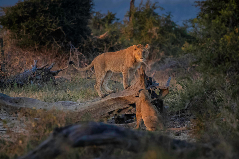 Viaje de 10 días de Ciudad del Cabo al Parque Nacional Kruger: TODO INCLUIDO