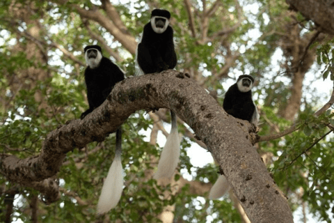 Von Addis Abeba: Tagesausflug zum Menagesha-WaldVon Addis Abeba: Tagesausflug in den Menagesha-Wald