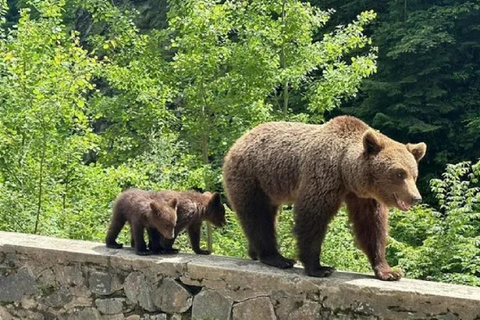 1 Day Private Tour of Famous Top Gear Road Transfagarasan