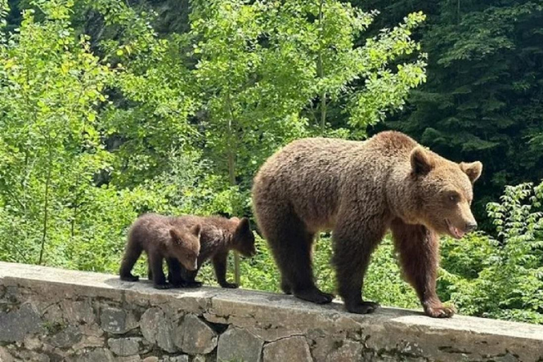1 Day Private Tour of Famous Top Gear Road Transfagarasan