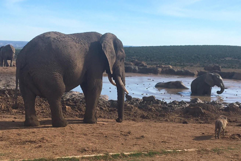 2 dagars lyxsafari i Pilanesberg nationalpark