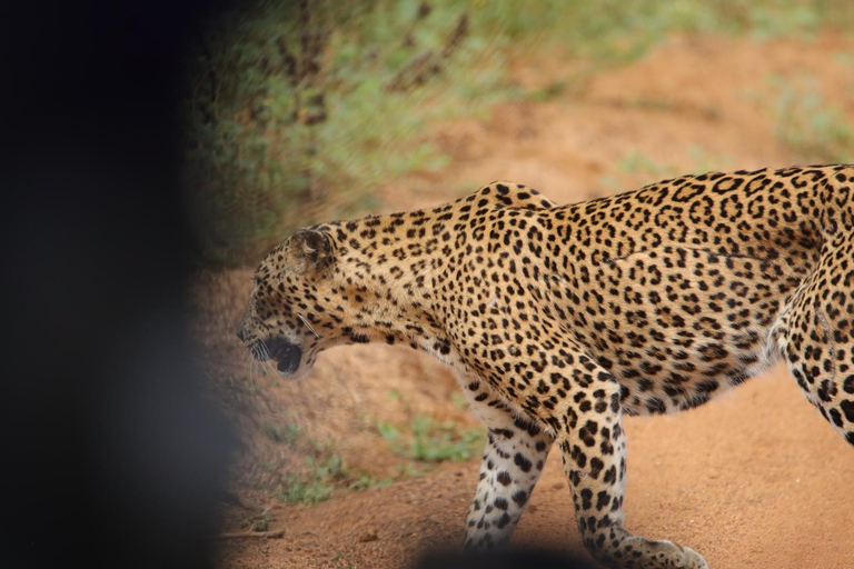 Da Anuradhapura: Safari nel Parco Nazionale di WilpattuSafari di 12 ore, giornata intera