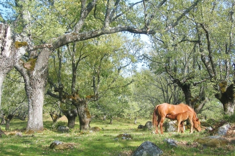 Gredos: Wędrówka z przewodnikiem po lesie Vettón