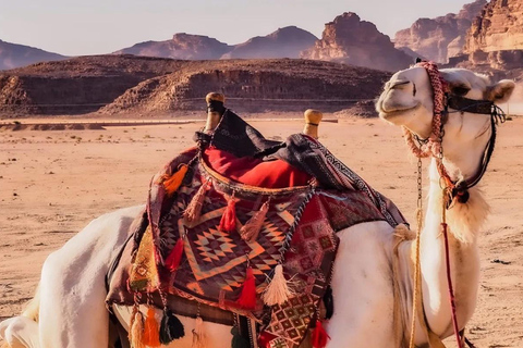 Jordan: 2-Day Petra, Wadi Rum and Dead Sea Experience 3 Star Stone, Salt & Sand: A 2-Day Jordan Experience