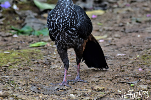 Mindo: &quot;Vogels, chocolade/koffie en watervallen&quot;.