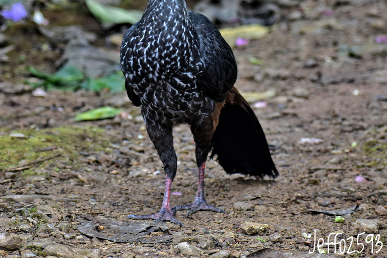 Mindo: &quot;Vogels, chocolade/koffie en watervallen&quot;.