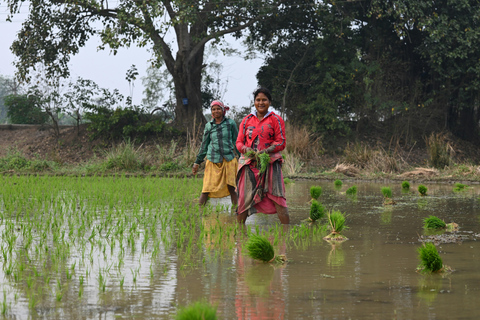 Kathmandu: Paddy Planting Festival with Lunch & Hike