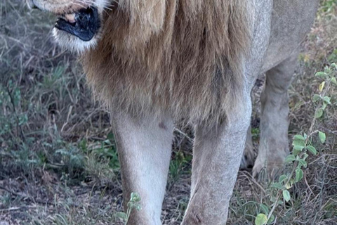 Parque Nacional de Nairobi: medio día en safari para ver leones y rinocerontesParque Nacional de Nairobi: tour privado de medio día
