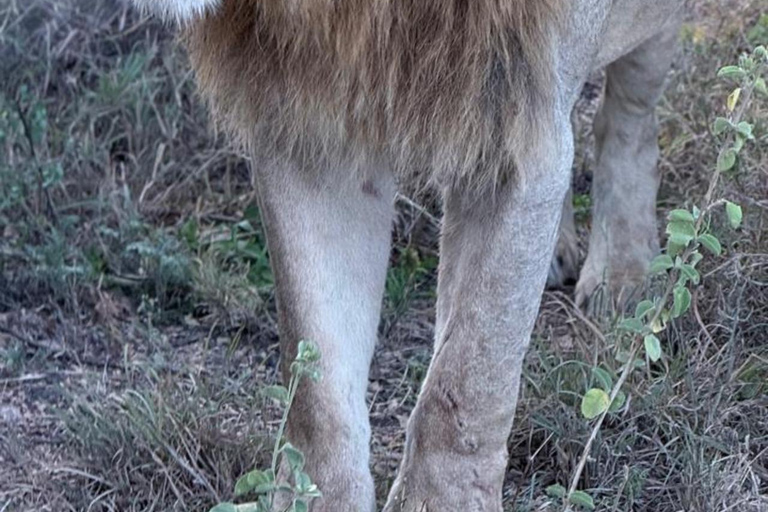 Parque Nacional de Nairobi: medio día en safari para ver leones y rinocerontesParque Nacional de Nairobi: tour privado de medio día