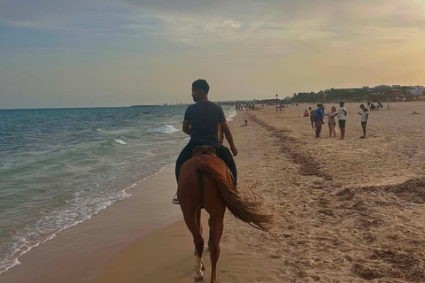Hammamet equitation : Balade à cheval le long de la plage