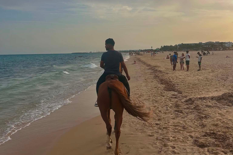 Hammamet equitation : Balade à cheval le long de la plage