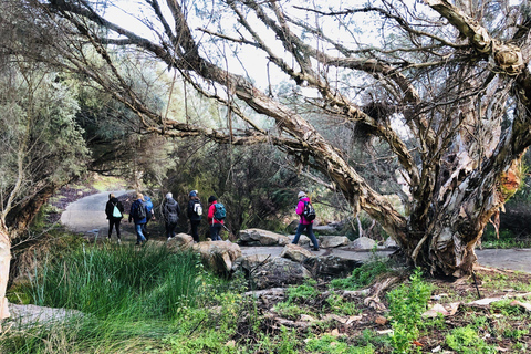 Perth: Bickley Valley Hiking Experience with Morning Tea