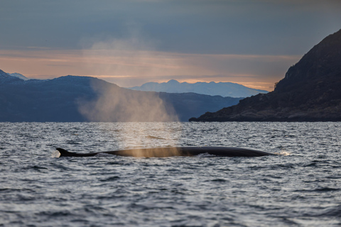 From Skjervøy: Whale Watching in a Heated Cabin Cruiser