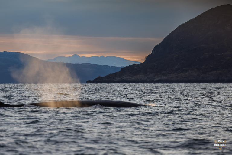 From Skjervøy: Whale Watching in a Heated Cabin Cruiser