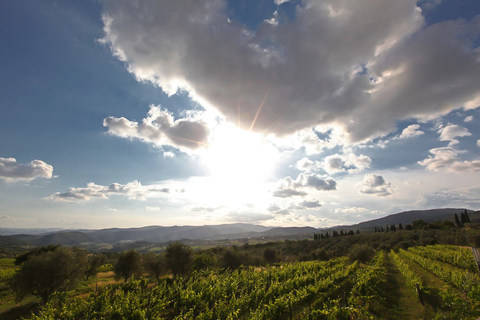 Från Florens: Privat rundtur och matprovning i Chianti RufinaFrån Florens: Chianti Rufina Privat Tur Och Matupplevelse