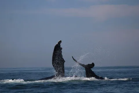 Puerto Vallarta : Observation des baleines