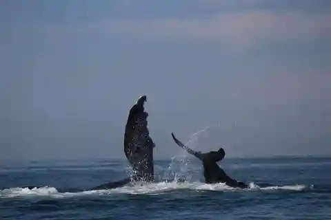 Puerto Vallarta : Observation des baleines