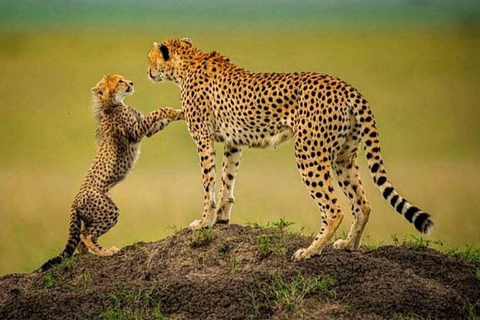 Nairobi: 3-Day epic trip to Maasai Mara Reserve with meals 3 days, 2 nights private safari to Mara in a tourist VAN