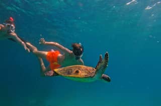 Schnorcheln mit Schildkröten in Fujairah