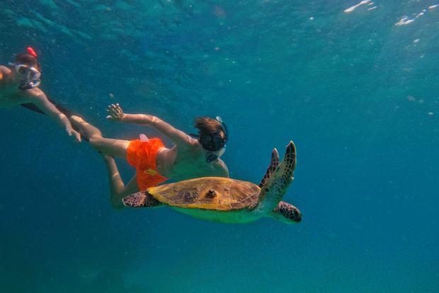 Snorkeling avec des tortues à Fujaïrah
