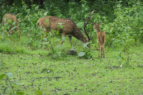 Bangalore to Mysore Day Tour With Guide and stay option Bangalore to Mysore Day Tour With Guide and stay option