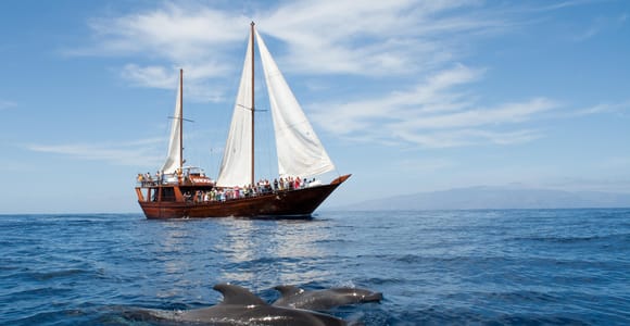 Tenerife: Whale & Dolphin Watching on a Wooden Boat with a Swim Stop