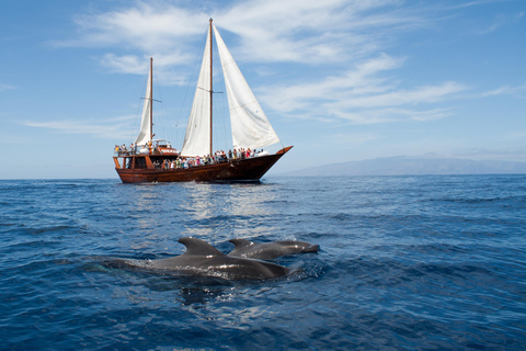 Costa Adeje: walvisspotten op een houten boot en zwemmenTrefpunt COLON HARBOUR - PIER 14